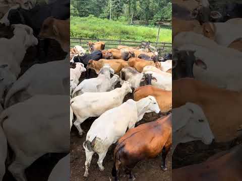 #campo #full #ganaderia #cow #nature