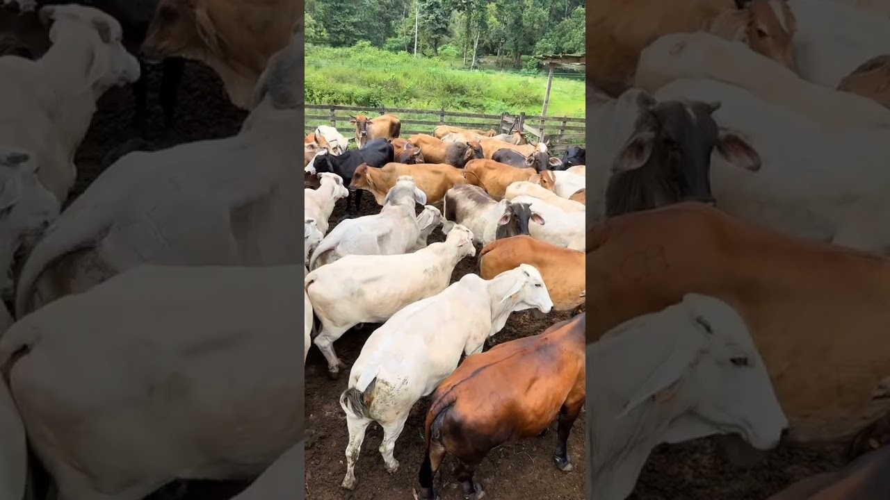 Campo Full de Ganadería y Vacas 🐄