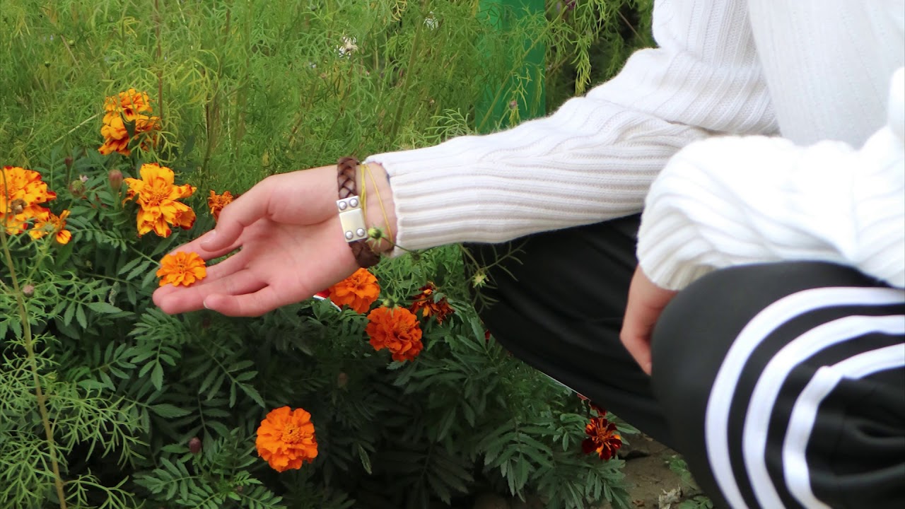 Roockie - CRUSH 🎶 Official Audio | Catchy New Hit from 2019