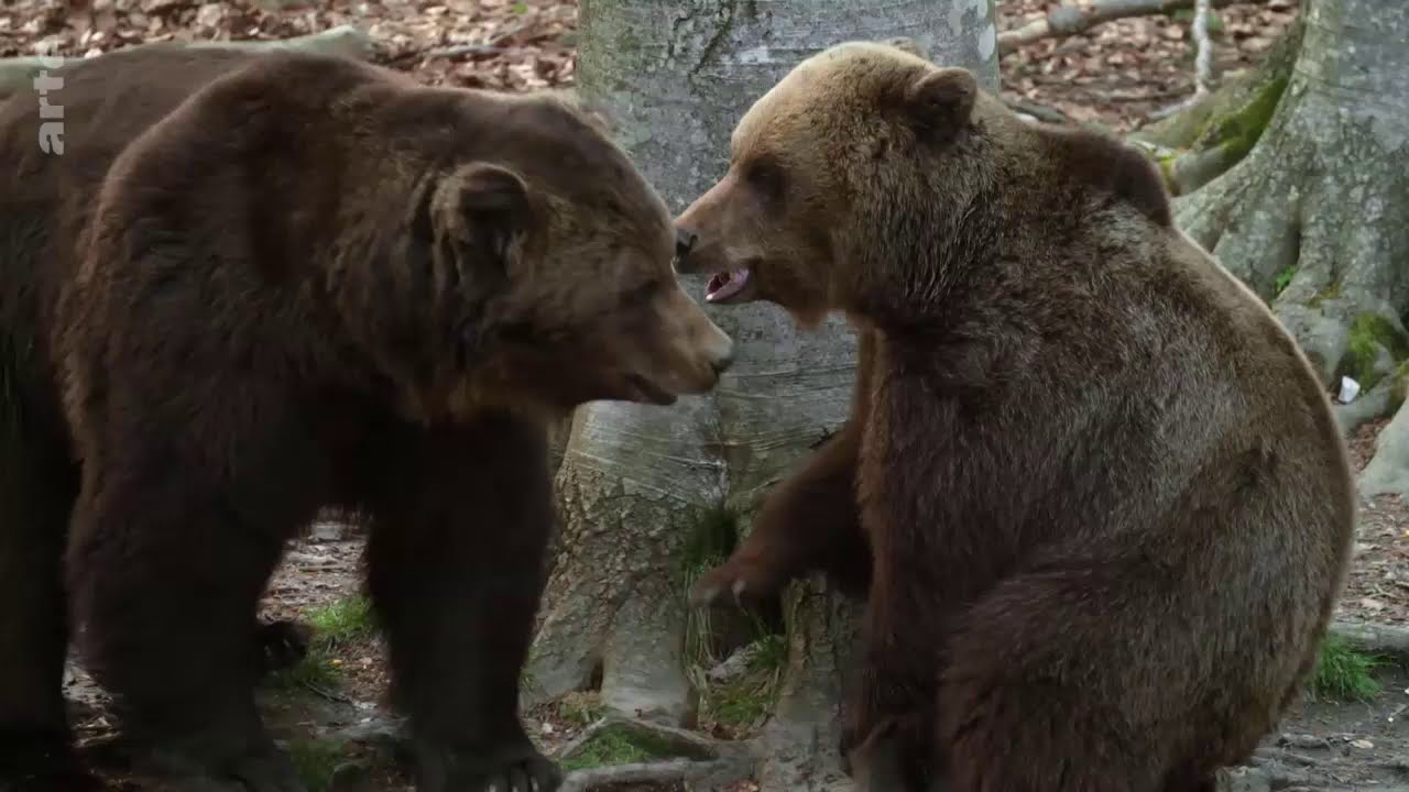 Le Retour des Ours en Europe 🐻