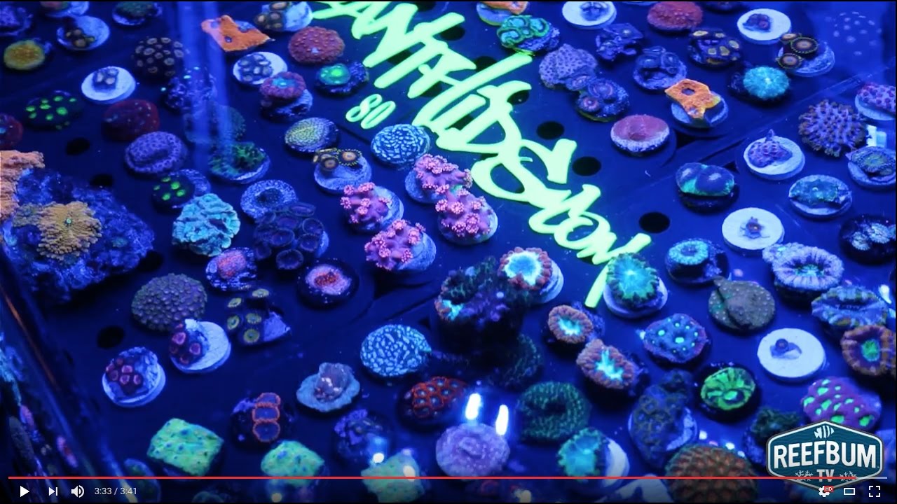 Frag Swaps: Why You Should Go - My Manhattan Reefs Frag Swap Experience
