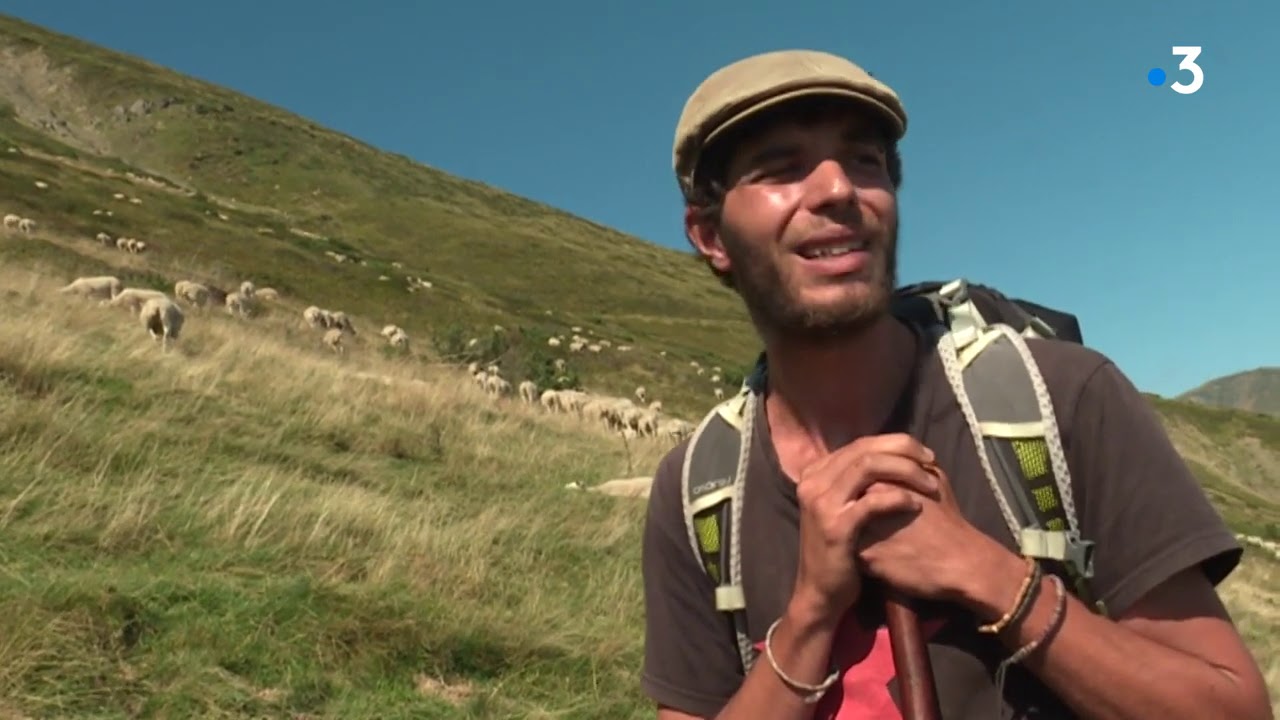 Ariège : Berger face à une ourse et son ourson 🐻