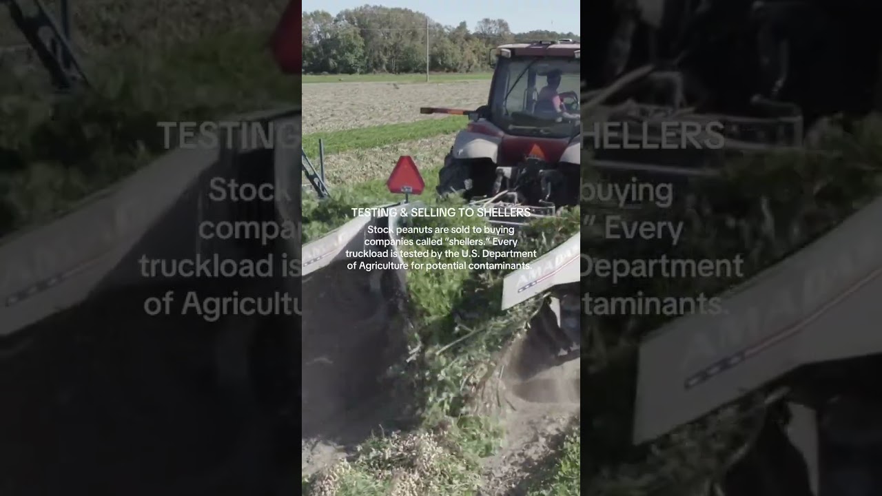 North Carolina Peanuts: From Field to Market 🥜