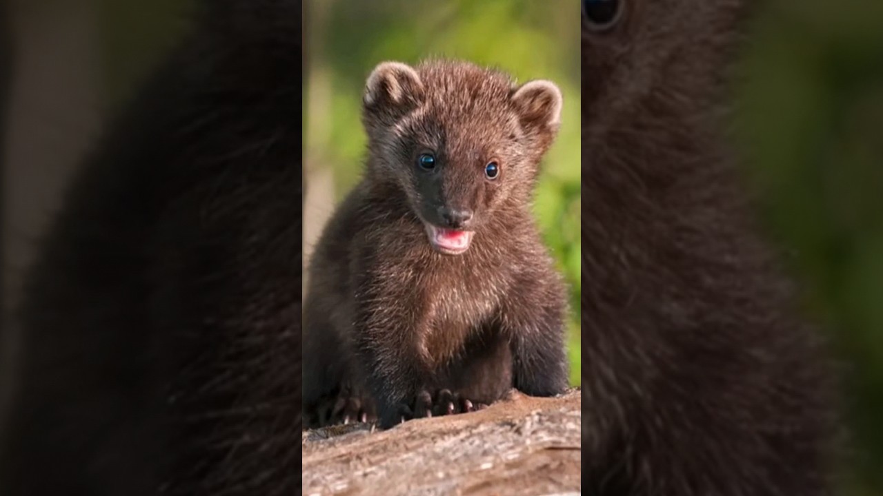 Discover the Fascinating Fisher 🐾