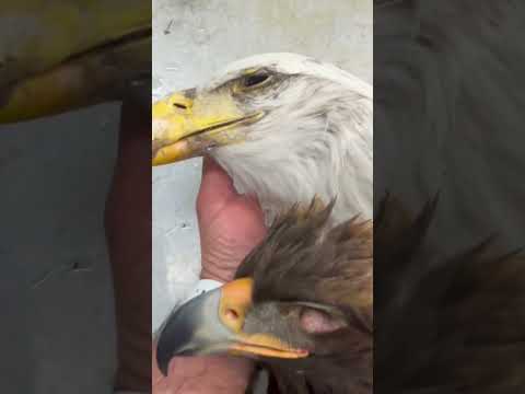 Golden Eagle vs Bald Eagle, which is bigger?