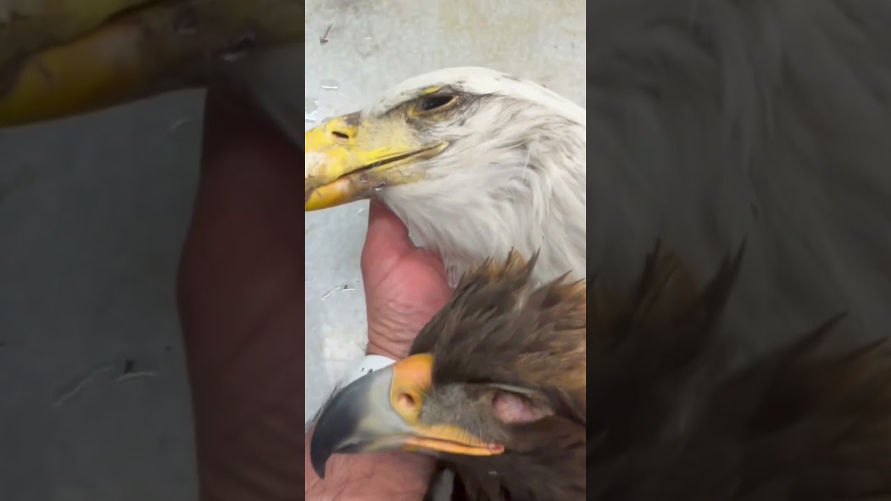 Golden Eagle vs Bald Eagle: Which One Is Larger? 🦅