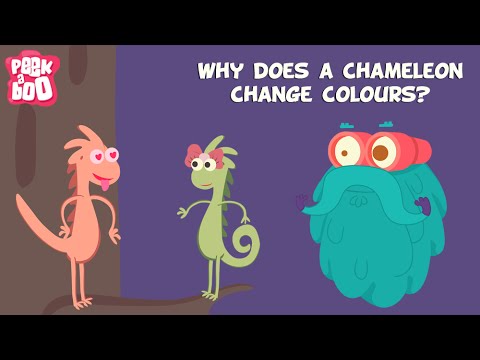 Why Do Chameleons Change Colors? 🦎
