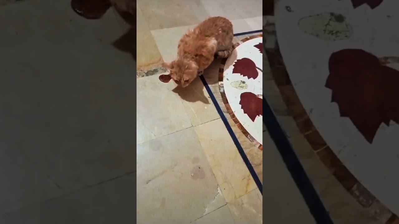 Cat Vomiting Blood – Urgent Care Needed 😿