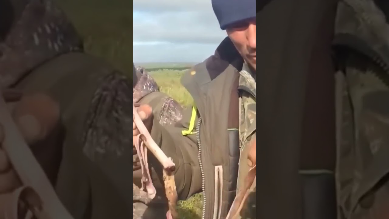 Почему олени жизненно важны для тундры ❄️