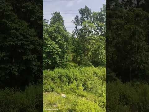 Aage aage chale hum piche piche geet mitwa#latamangeshkar #anandbakhshi #nature #status #shorts