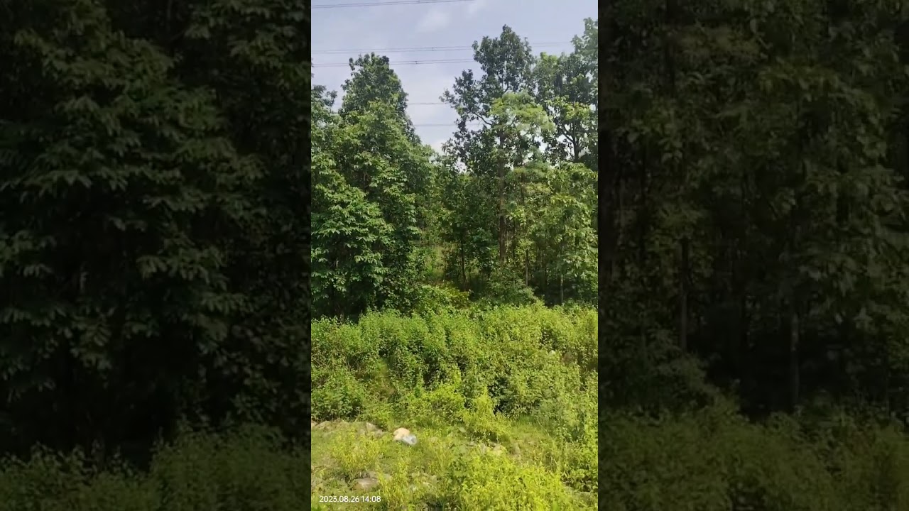 Aage Aage Chale Hum, Piche Piche Geet Mitwa 🎶