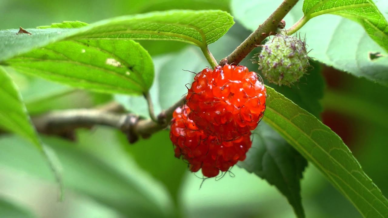 Rod Stewart - You're In My Heart Cover 🎶