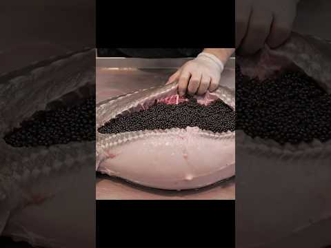 $100K Sturgeon. Biggest Aura Fish. Black Caviar #sturgeon #predator #shorts