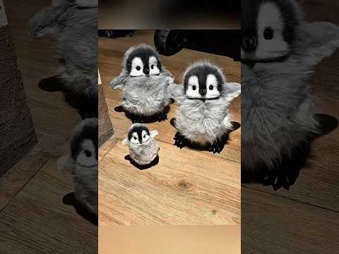Cute baby penguins moments that melt my heart 🥹 #cute #adorable #pet #penguin #fluffy #cuteanimal