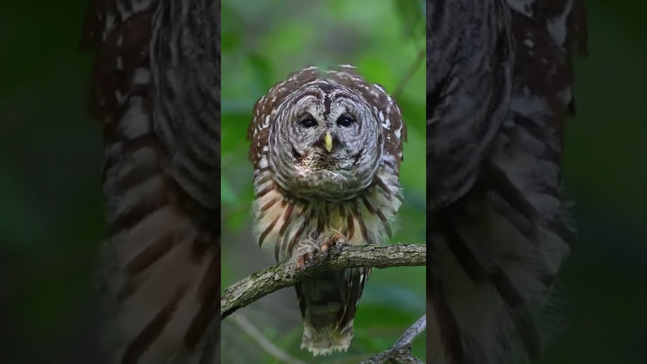 Burung Hantu Barred Owl, Suara Mirip Ayam Jago 🦉
