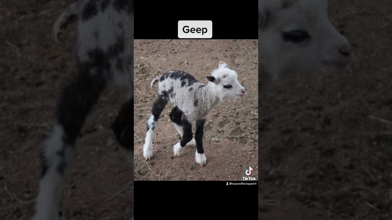 Real Hybrid Animals 🐾