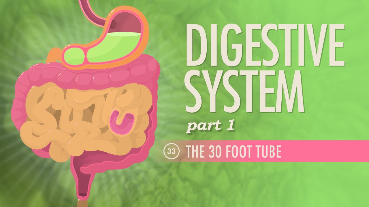 Digestive System Basics with Nachos 🍽️
