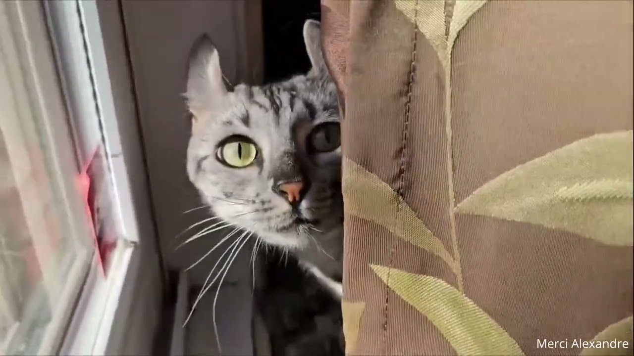 Soutenez le projet Dreamcatcher 4 🎯