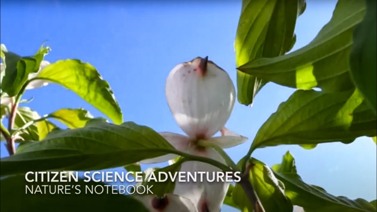 Citizen Science: Tracking Nature's Seasonal Changes 🌱