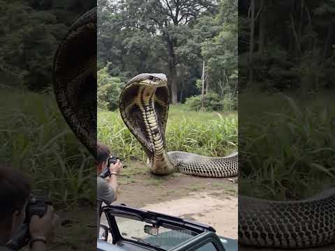 #AI#OpenAI#AIMagic#FutureOfAI#ViralShorts#YouTubeShorts#MindBlown#AIHacks#NextGenTech#Lexraym