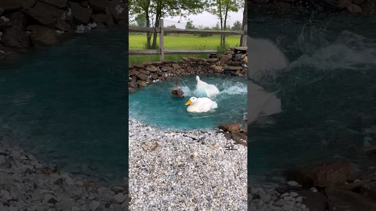 Duck Pond DIY Part 3 🦆