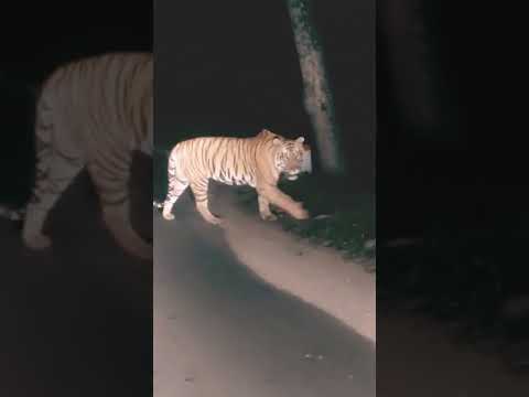 शेर बाघ वाला वीडियो