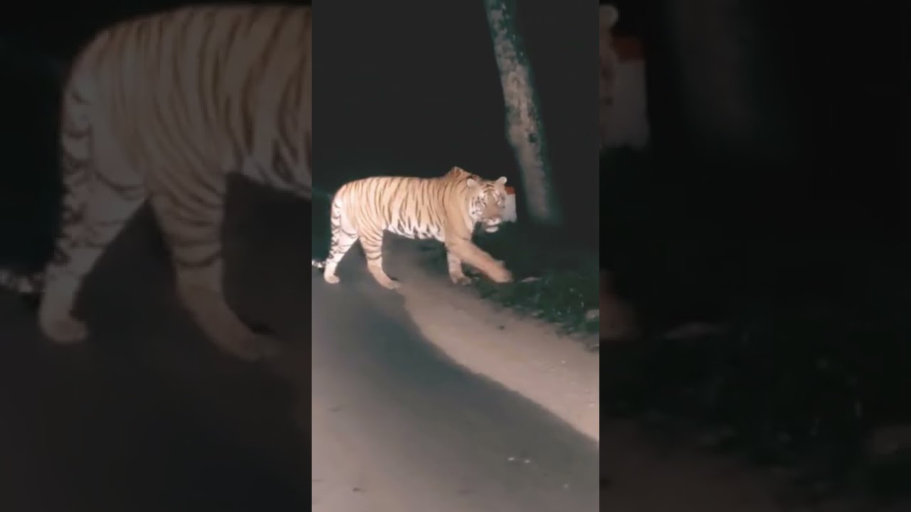 शेर और बाघ का रोमांचक वीडियो 🦁🐅