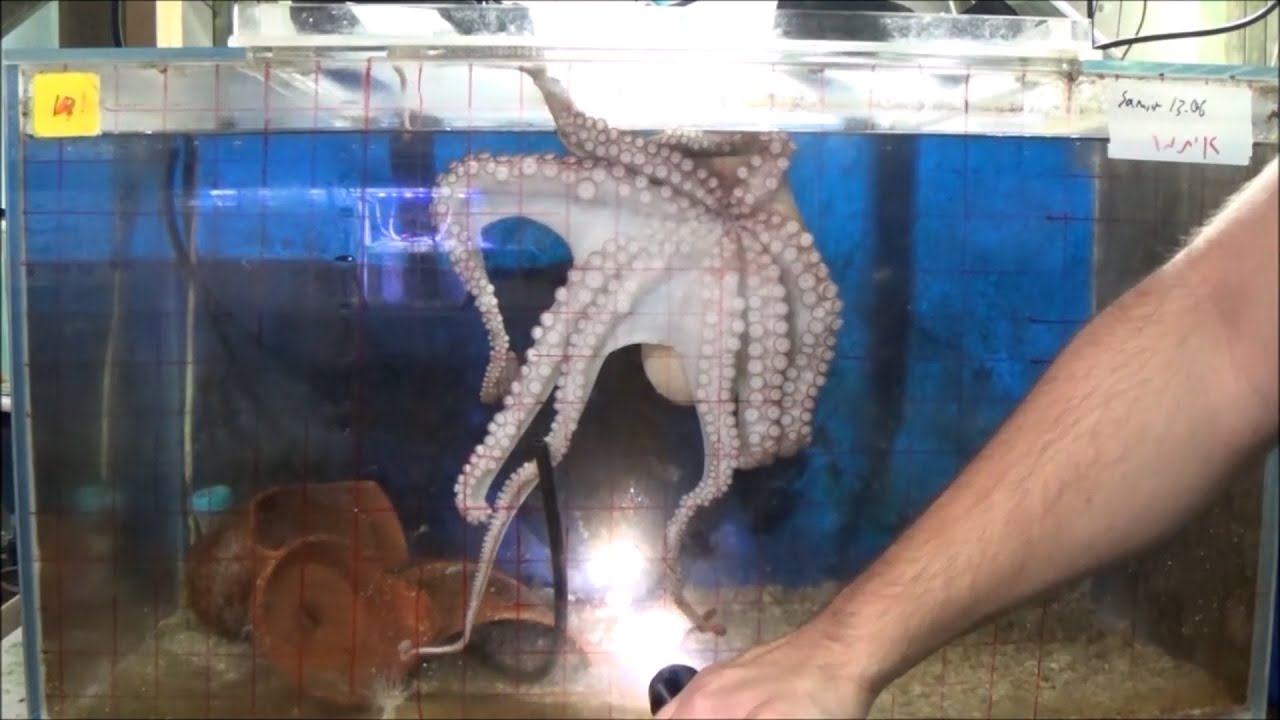 Octopuses Detect Light with Their Arms 🐙