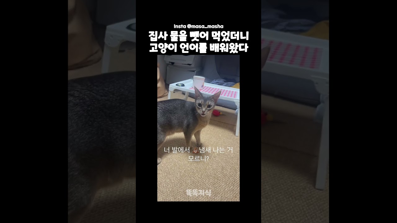 집사가 고양이 언어를 사용했어요 🐱