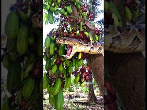 😮 A big Russel viper snake is eating bilimbi #russelviper #snakevideo