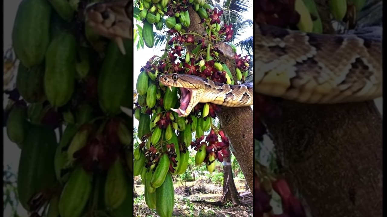 Watch a Massive Russell Viper Devouring a Bilimbi Fruit 🐍
