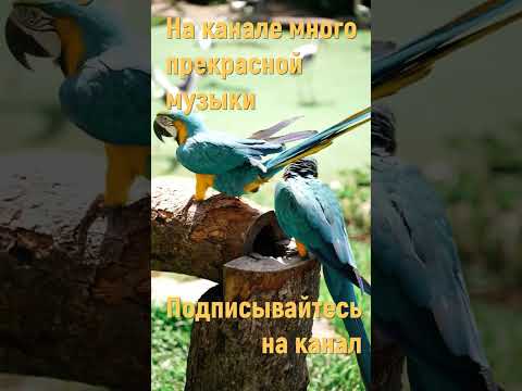 РЕЛАКС МУЗЫКА КОТОРУЮ ПРИЯТНО СЛУШАТЬ #shorts #music #beautifulmelody