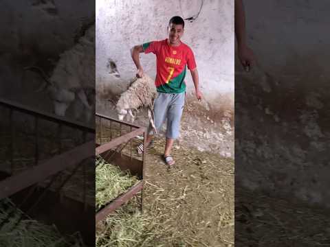 #حولي  صردي#الحولي #2023