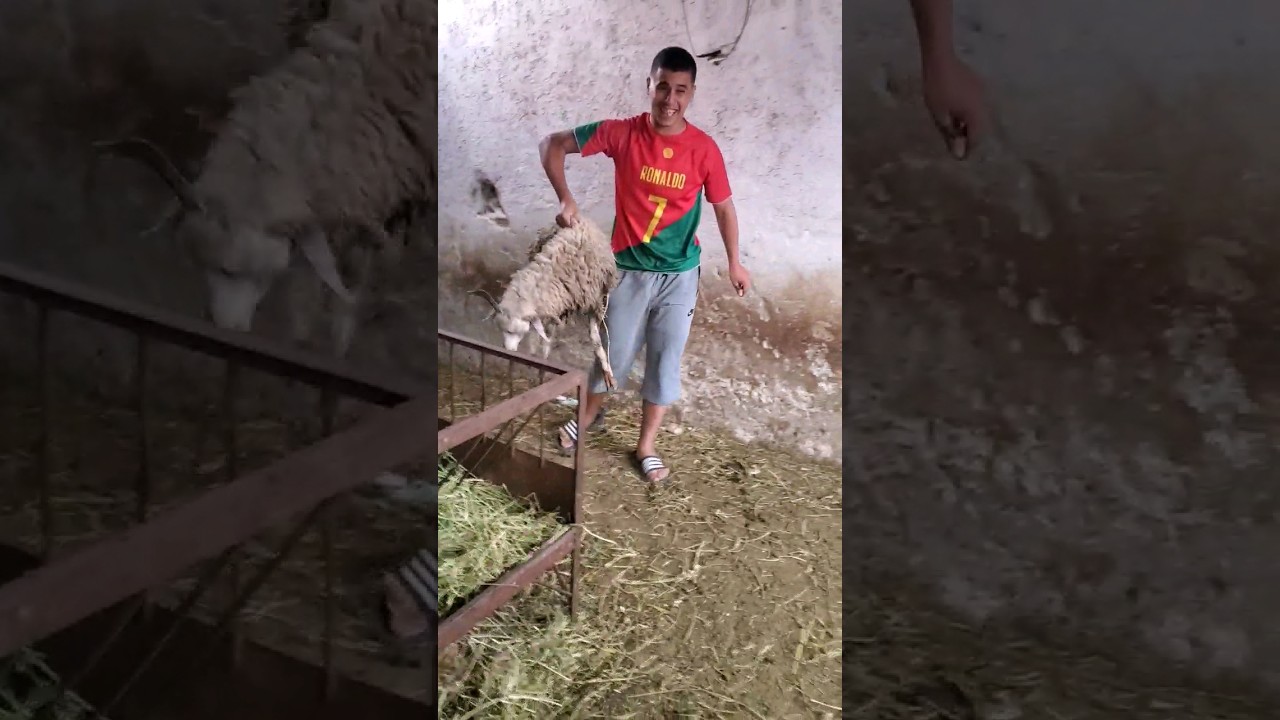 دليلك الشامل لشراء حولي صردي 2023 🐑 بأسعار مناسبة