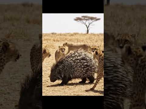 porcupine vs 10 cheetah fight #wildlife #video #forest #cheeatah#discovery #actionmoviescenes