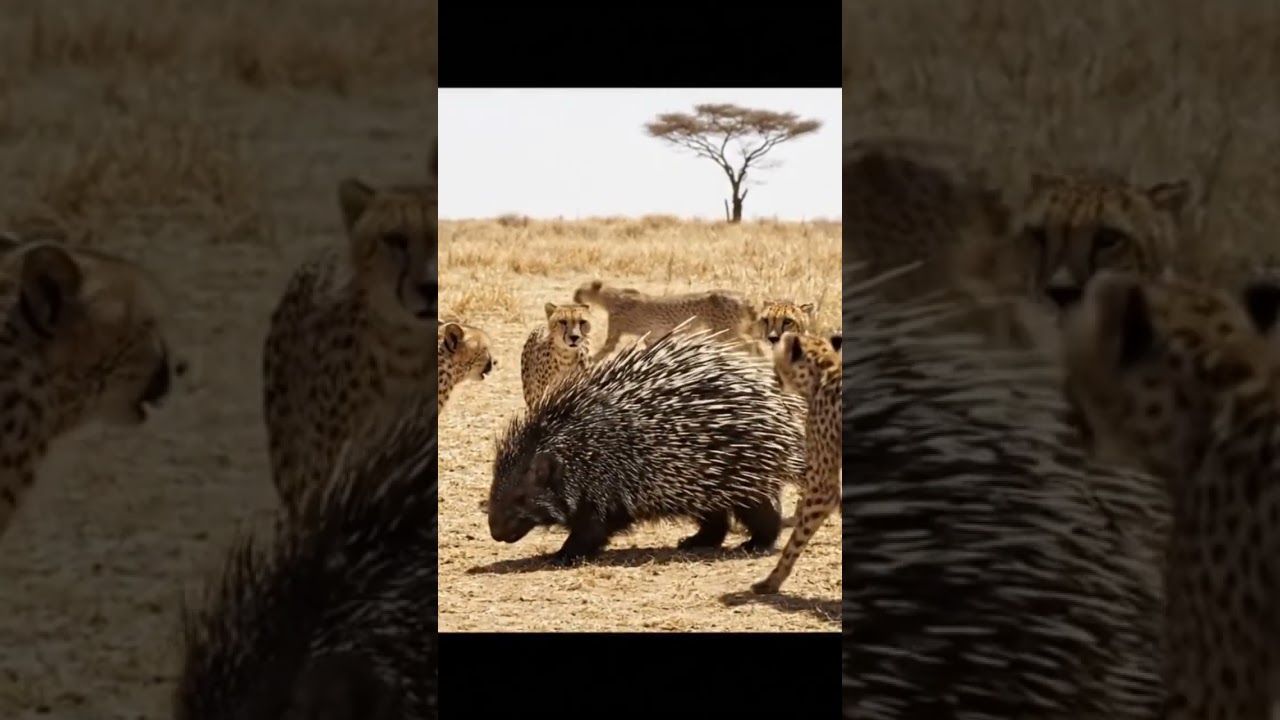 Epic Battle: Porcupine vs 10 Cheetahs 🐾 | Wildlife Showdown