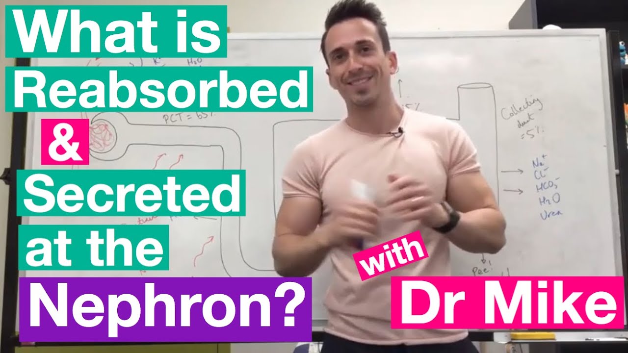 Understanding Tubular Reabsorption & Secretion in the Renal System 🩺