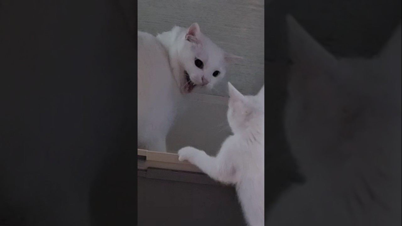 하악질에도 무시하는 아깽이 🐱