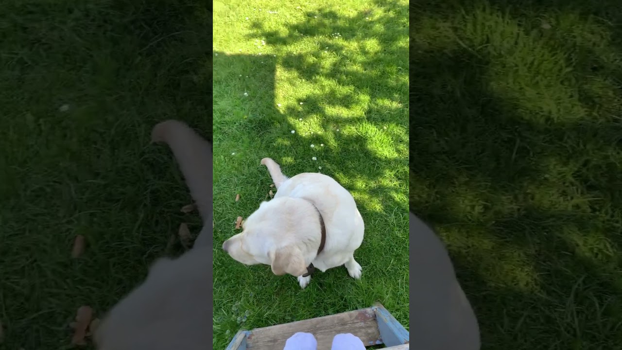 Kurzer Clip: Über das Thema Stuhlgang 🍑