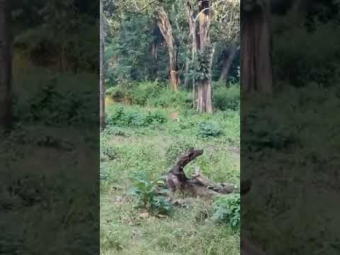 Tiger Hunting Wild Boar in Kabini π