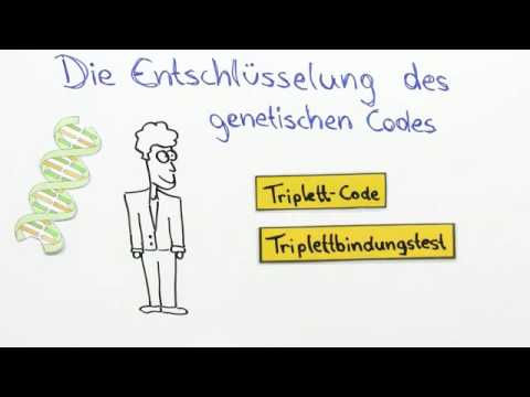 GENETISCHER CODE | EXPERIMENTELLE ENTSCHLÜSSELUNG | Biologie | Genetik und Entwicklungsbiologie