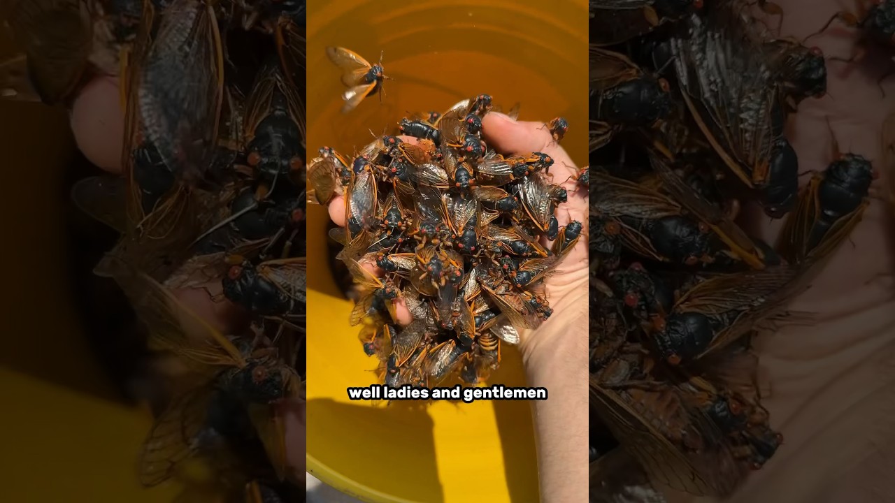 Why Do I Have a Bucket of Cicadas? 🪲