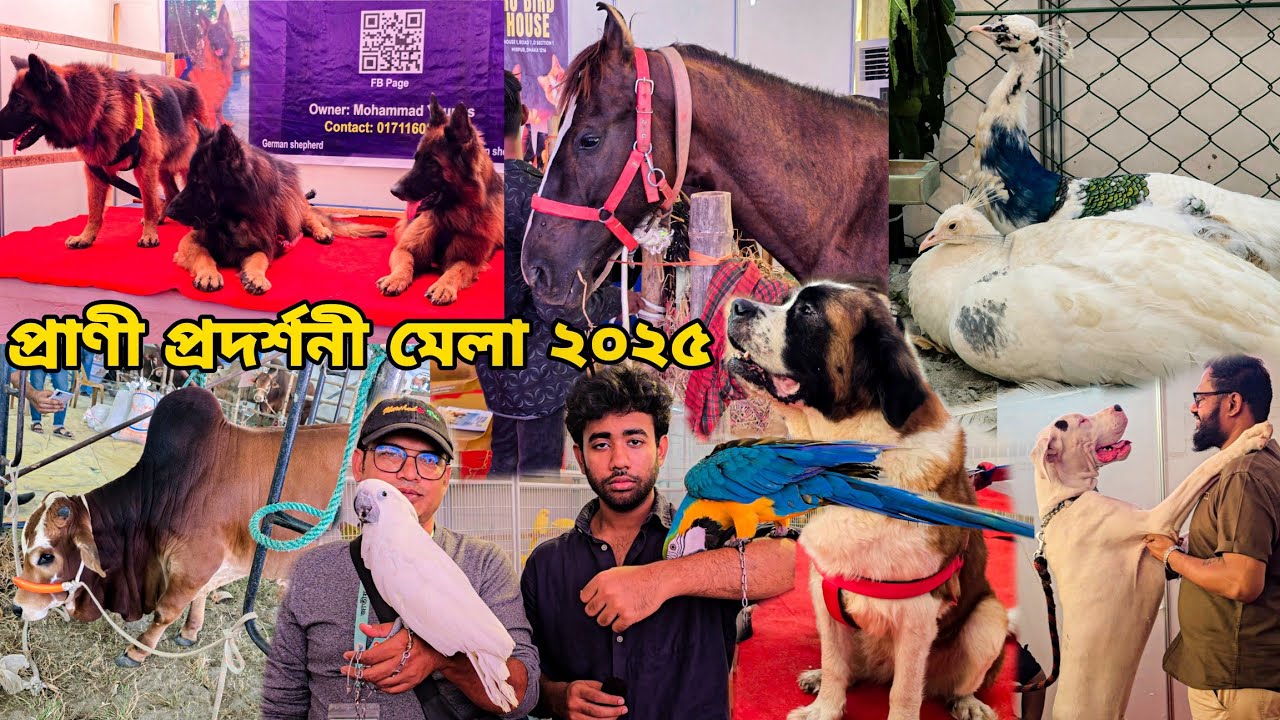 প্রাণী সম্পদ মেলা ২০২৫: বাংলাদেশে বৃহত্তম পশু প্রদর্শনী 🐾