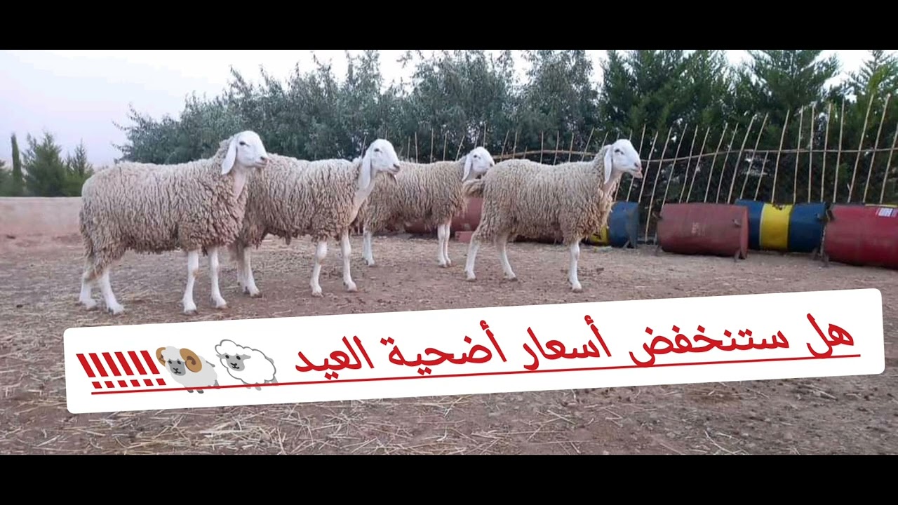 أسعار خراف العيد 2023 في الجزائر 🐑 تعرف على أسعار الأضاحي لهذا العام