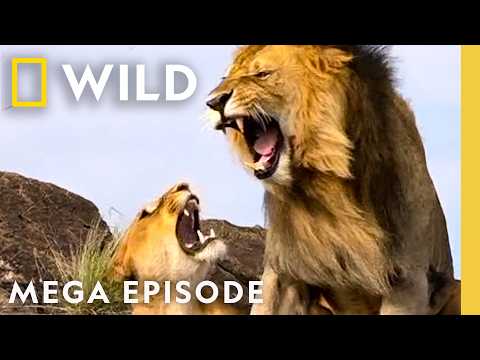 Battle for Territory & Blood | Animal Fight Night MEGA Episode | Nat Geo Animals