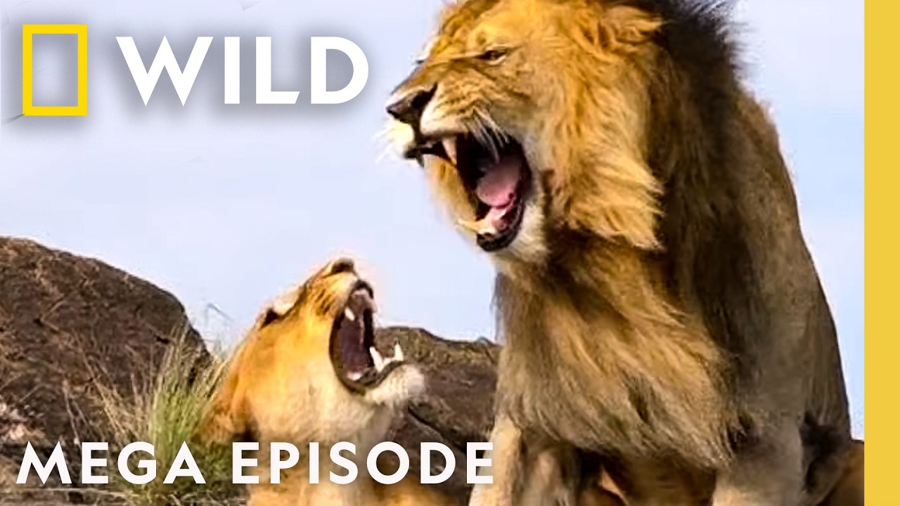 Battle for Territory & Blood | Animal Fight Night MEGA Episode | Nat Geo Animals
