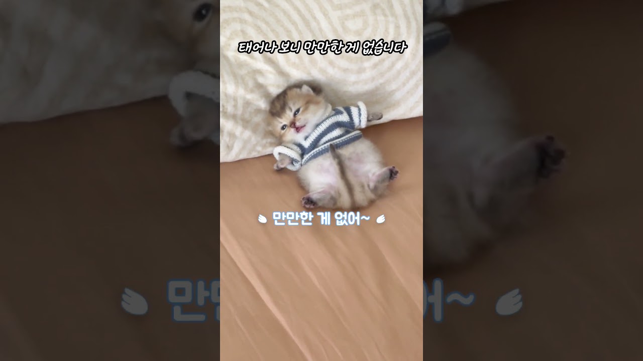귀여운 새끼 냥냥이의 성장 이야기 🐱