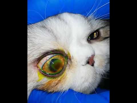 Kedi Göz Ulcus Cornea Tanısı ve Tedavisi 🐱