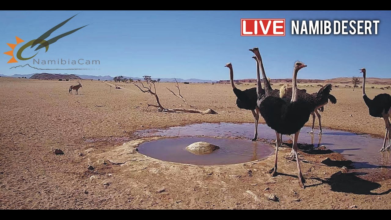 Live Stream from Namibia's Desert Waterhole 🌅