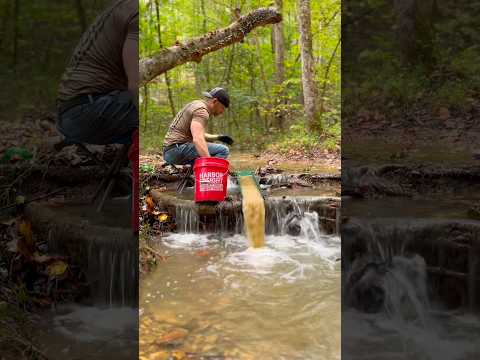 Massive Flour Gold Deposit